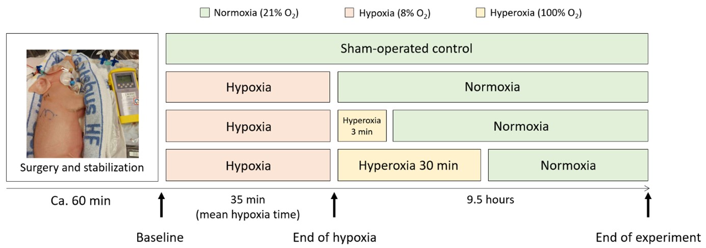 A schematic overview of the four study arms in the perinatal asphyxia piglet